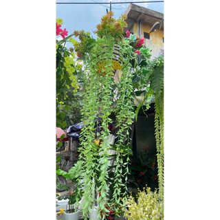 cúc Tần Ấn Độ, cành lá giả decor