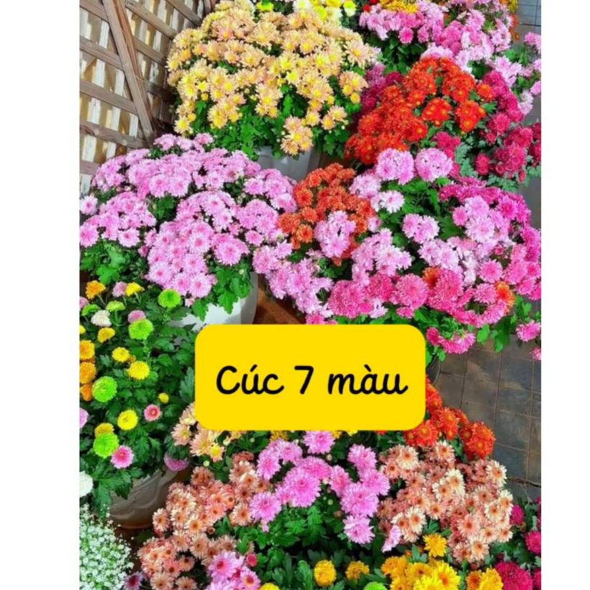 [Gói 500 hạt] Hạt Giống Hoa Cúc 7 Màu Loại dễ trồng tỉ lệ nảy mầm 98% hoa nở siêu đẹp liên tục 4 mùa