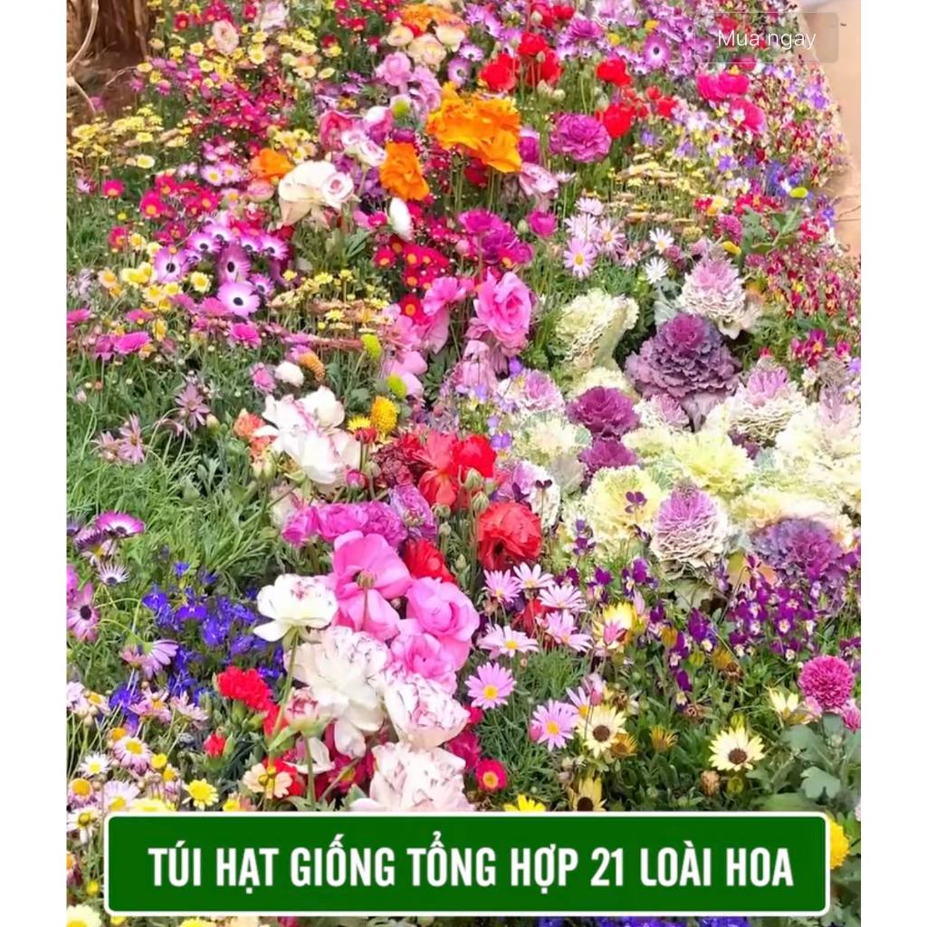 Hạt Giống Hoa Tổng Hợp 21 Loại hoa siêu đẹp dễ trồng tỉ lệ nảy mầm 98% hoa nở liên tục 4 mùa (Gói 500 hạt)