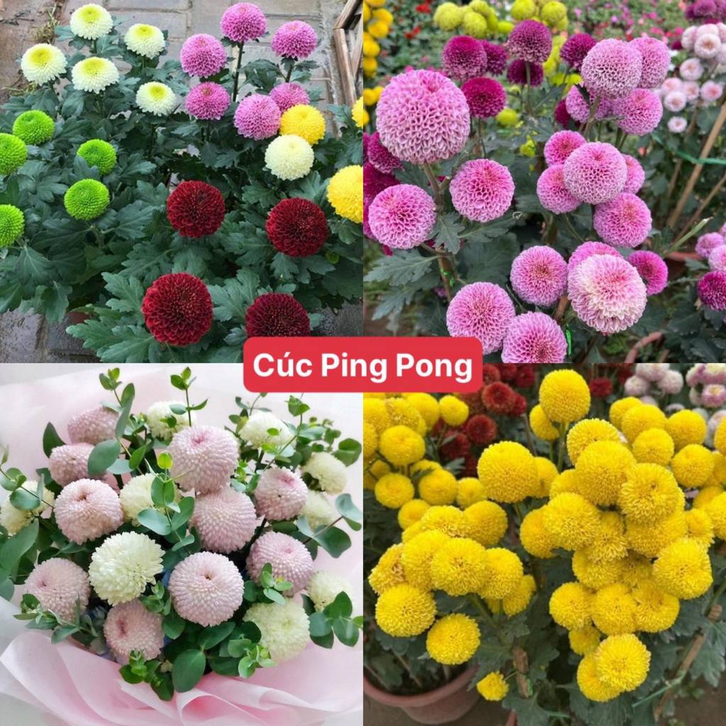 Hạt Giống Hoa Cúc Ping Pong Mix 7 màu Loại dễ trồng tỉ lệ nảy mầm 98% hoa nở siêu đẹp liên tục 4 mùa (Gói 500 hạt)