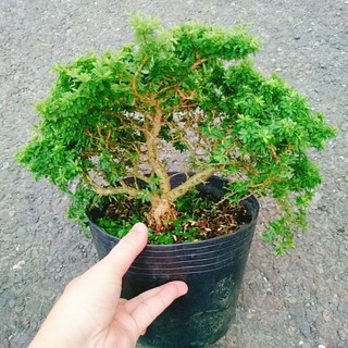 Cây Linh Sam Hạt Gạo Bonsai