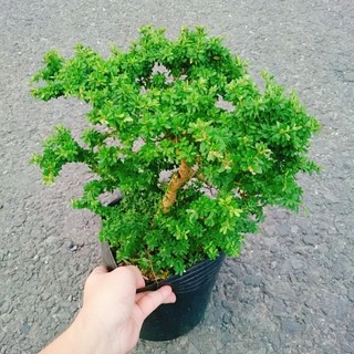 Cây Linh Sam Hạt Gạo Bonsai