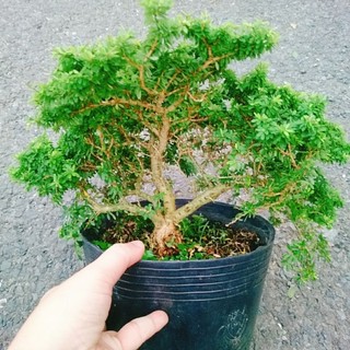 Cây Linh Sam Hạt Gạo Bonsai