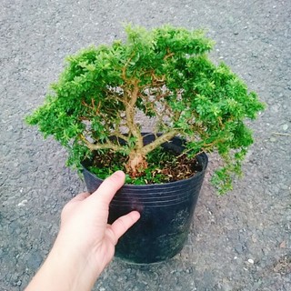Cây Linh Sam Hạt Gạo Bonsai