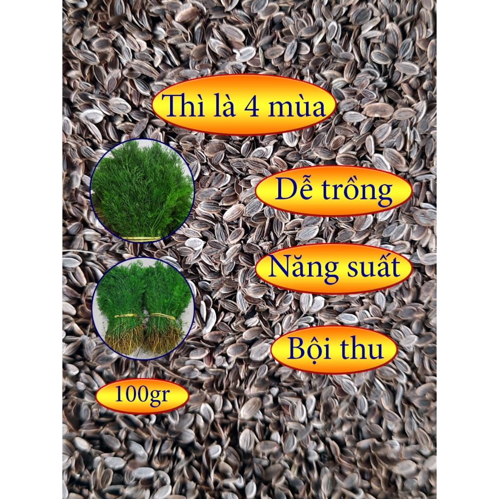 Hạt giống cây thì là 4 mùa 100gr