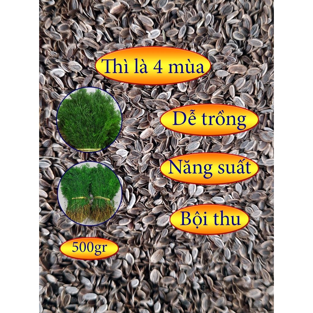 Hạt giống cây thì là 4 mùa 500gr