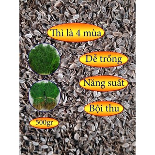 Hạt giống cây thì là 4 mùa 500gr