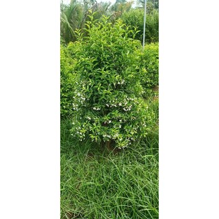 bonsai mai chiếu thủy thông