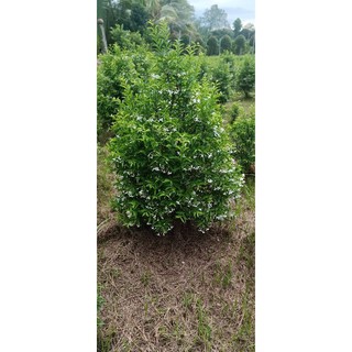 bonsai mai chiếu thủy thông