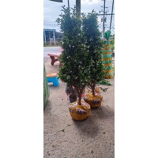 Bonsai mai chiếu thủy thông