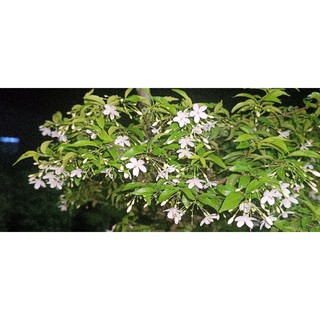 bonsai mai chiếu thủy thông