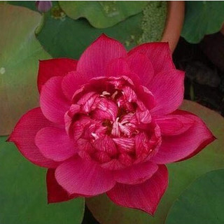 1 hạt giống hoa sen bách diệp - màu đỏ
