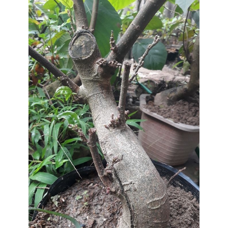 Cây sung siêu quả