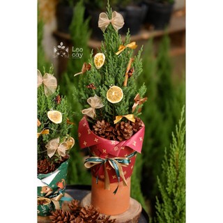 Cây tùng sơn noel - tùng thơm kèm set trang trí noel