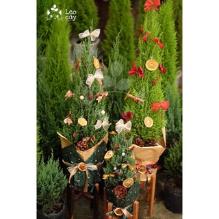 Cây Sơn tùng - cây Sơn tùng trang trí noel - Kèm set trang trí+đèn fairy light