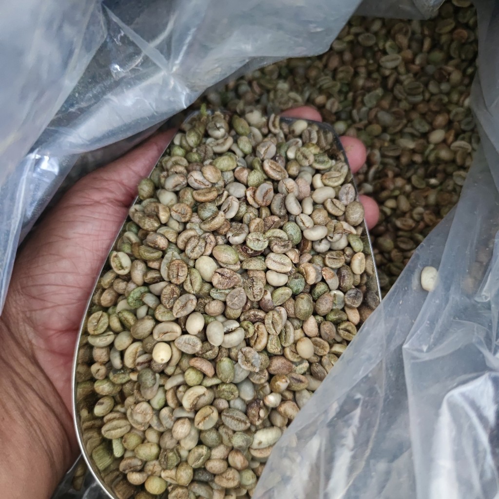 "1kg Cà phê nhân xanh s14 s16 ROBUSTA Gia Lai '' Chế biến Khô  ''