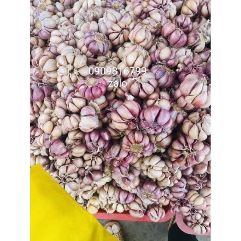 TỎI TÍM đà Lạt Củ lớn(1kg)