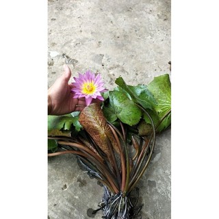 cây súng thái thủy sinh
