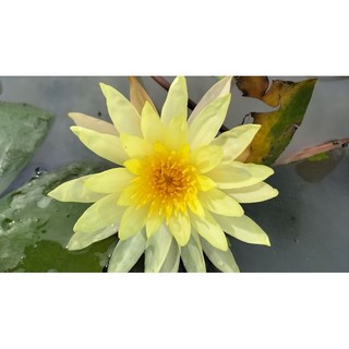 cây súng thái thủy sinh