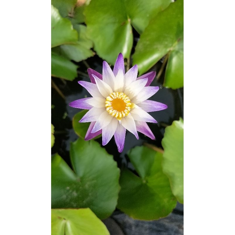 cây súng thái thủy sinh