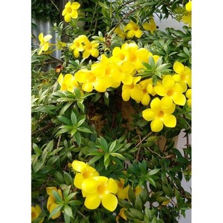 Chậu hoa leo quỳnh anh