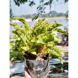 Hoa đồng tiền thái cổ