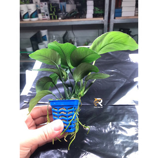 RÁY ĐẠI LÁ LỚN THUỶ SINH
