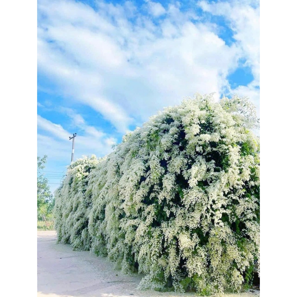 Cây đinh hương nhật đang hoa (ảnh thật số 2)