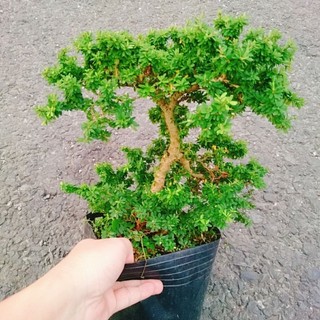 Cây Linh Sam Hạt Gạo Bonsai