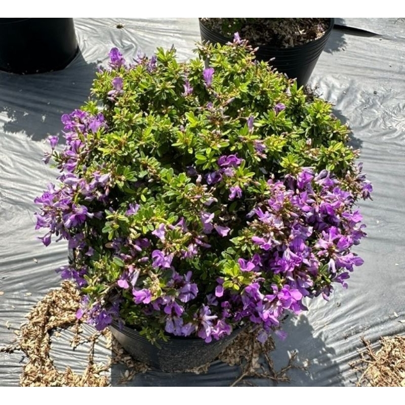Cây Linh Sam Hạt Gạo Bonsai