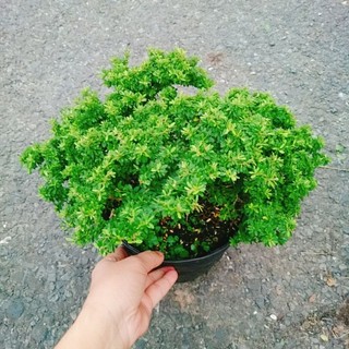 Cây Linh Sam Hạt Gạo Bonsai