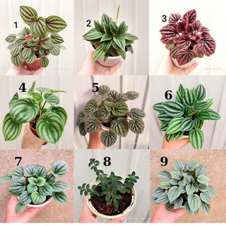 Cây hạnh tiên thảo, chỉ giao từ HN trở vào nam