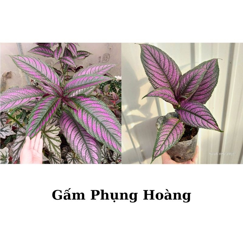 Cây giống gấm Phụng hoàng tím