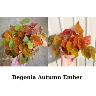 Cây hải đường, Begonia Autumn Ember chậu 13cm