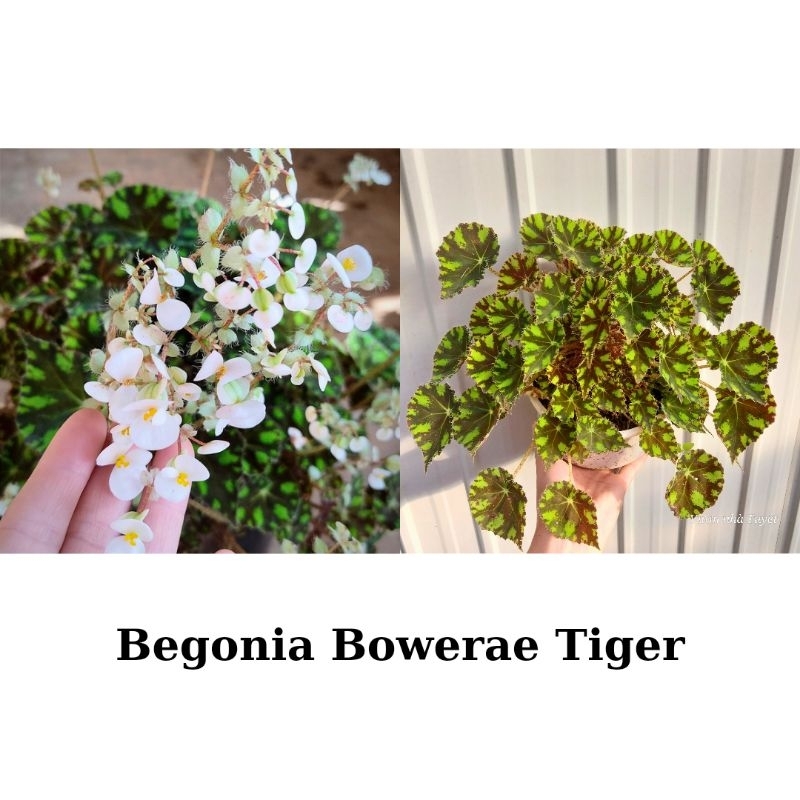 Cây giống hải đường, Begonia Bowerae Tiger