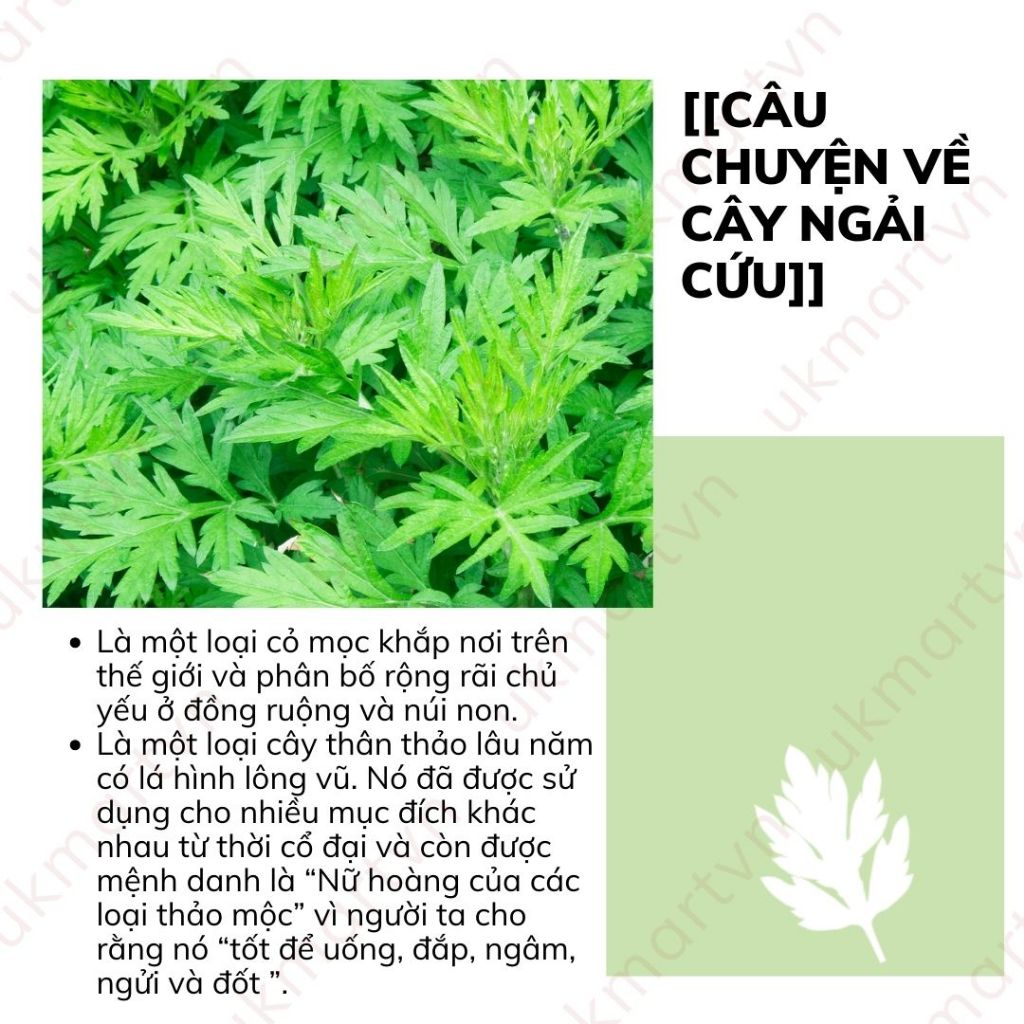 Nước Hoa Hồng Chiết Xuất Ngải Cứu Chinoshio Dokudami Natural Skin Lotion 250ml