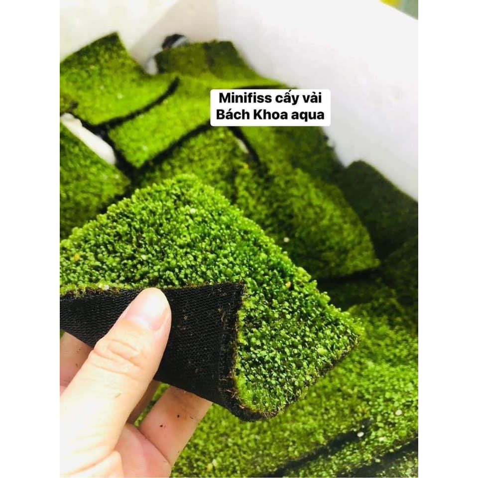 Rêu Minifiss cấy vải 10x10cm tiện lợi cho bể thủy sinh