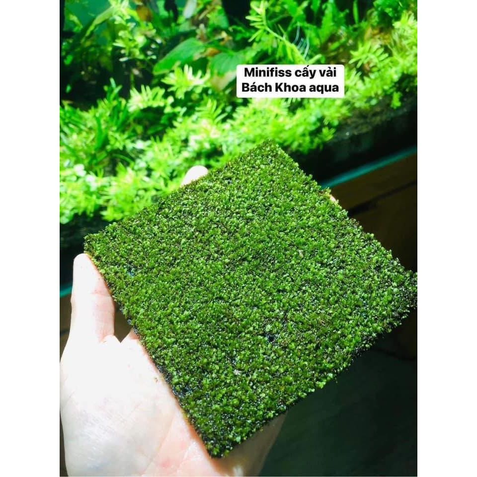 Rêu Minifiss cấy vải 10x10cm tiện lợi cho bể thủy sinh