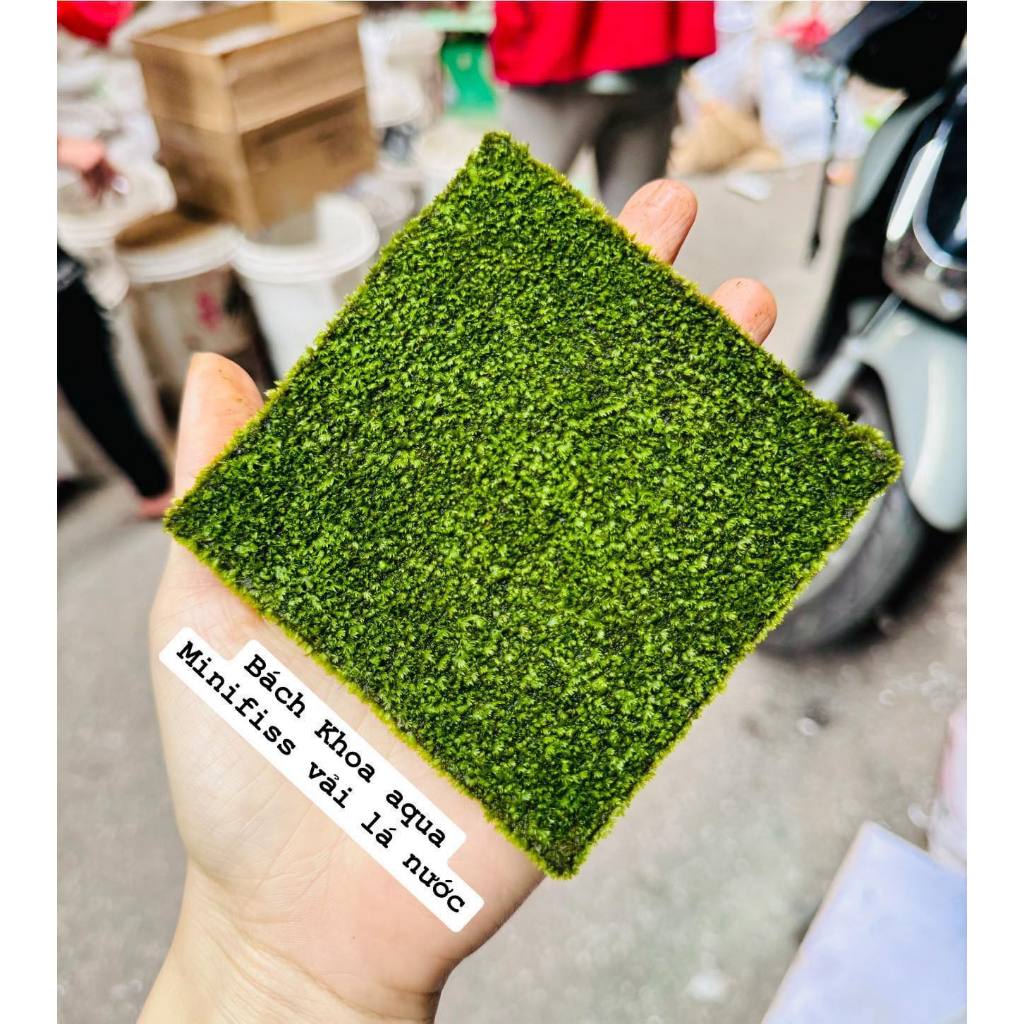 Rêu Minifiss cấy vải 10x10cm tiện lợi cho bể thủy sinh