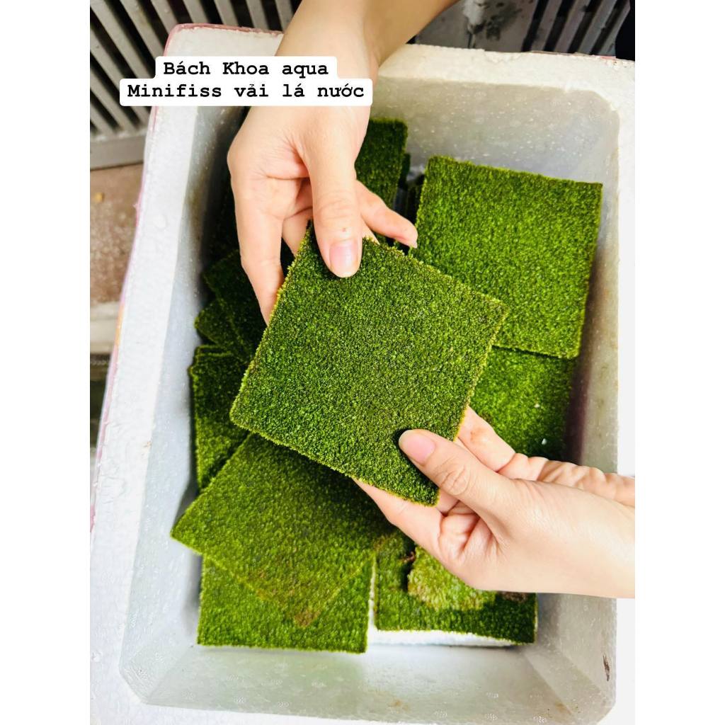 Rêu Minifiss cấy vải 10x10cm tiện lợi cho bể thủy sinh