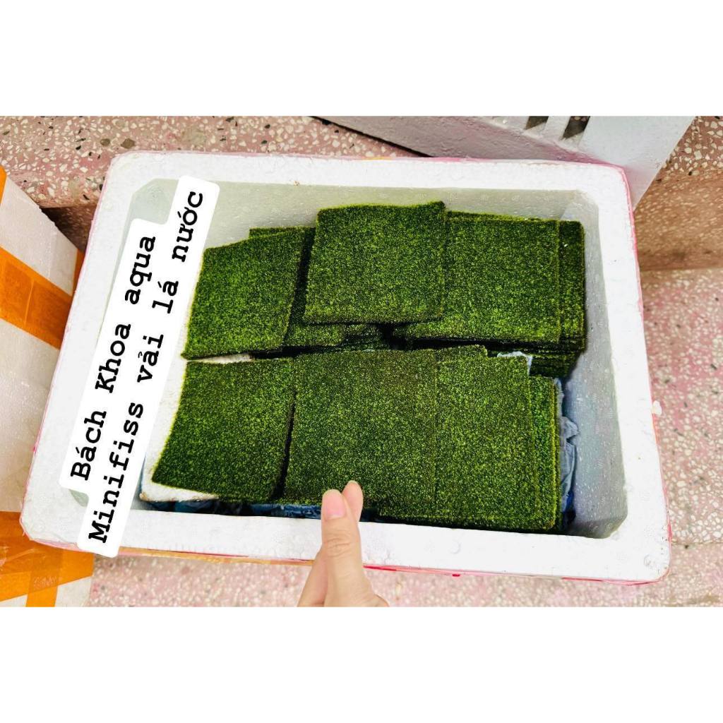 Rêu Minifiss cấy vải 10x10cm tiện lợi cho bể thủy sinh