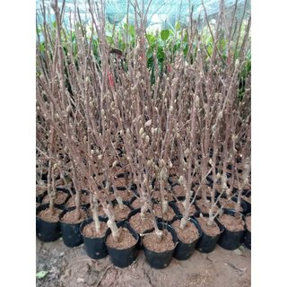 Cây hoa mộc lan chơi tết, siêu nụ - (ảnh 2)