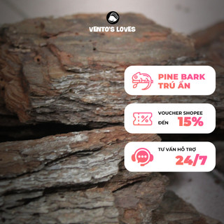 Cork bark, pine bark, gỗ trú ẩn dành cho isopod, bò sát