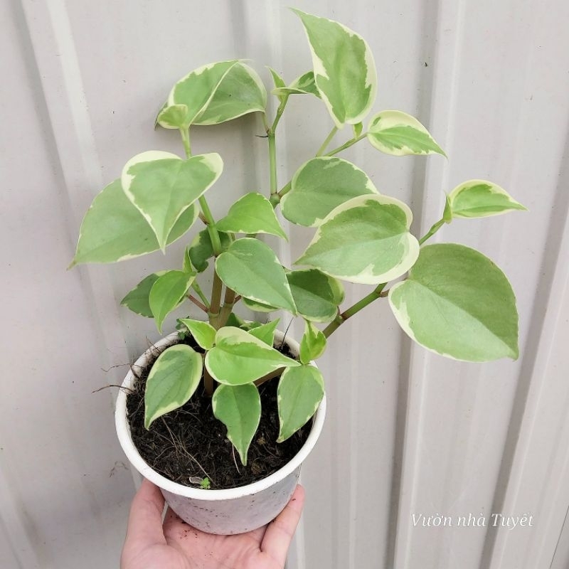 Cây trầu bà càng cua cẩm thạch