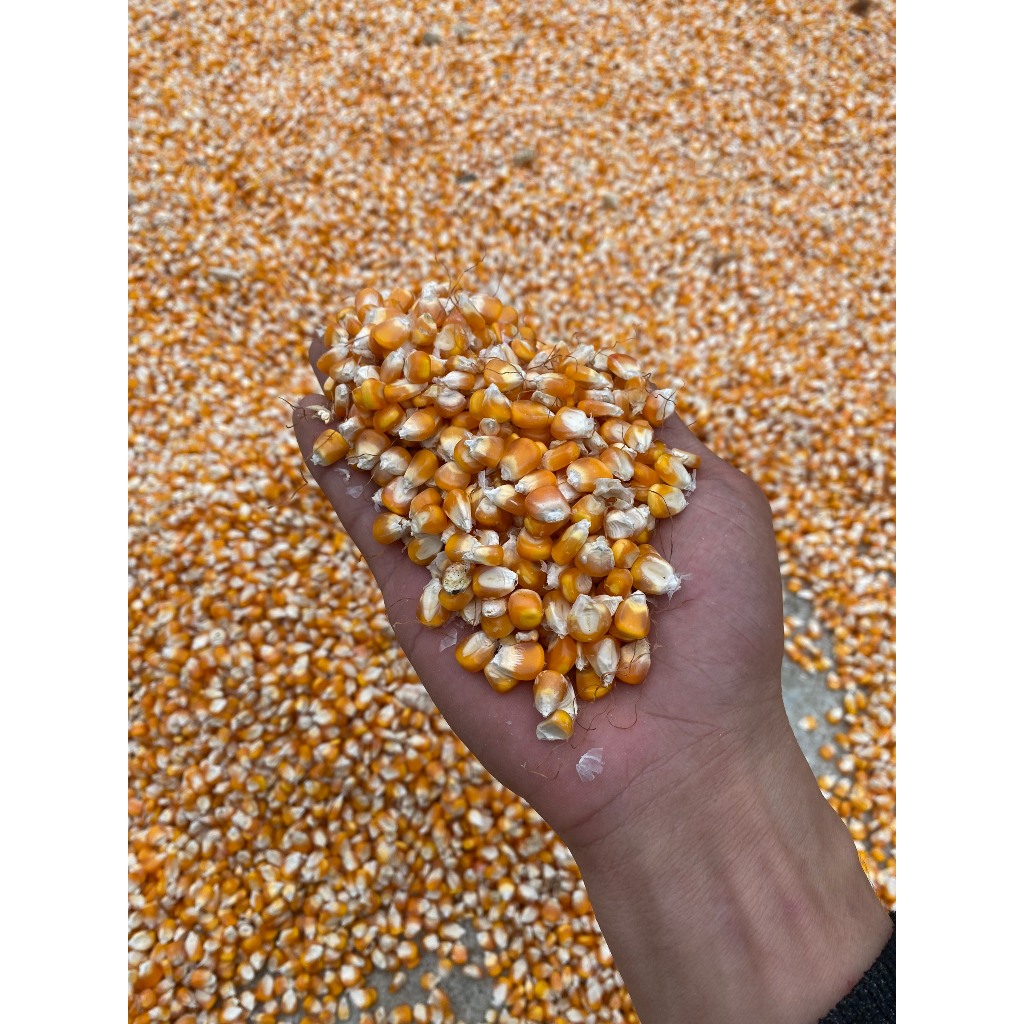 5kg Ngô Hạt Phơi Khô Tự Nhiên Không Chất Bảo Quản Làm Thức Ăn Cho Chim, Gà , Vịt Hạt Bắp Chăn Nuôi Phơi Nắng Tự Nhiên