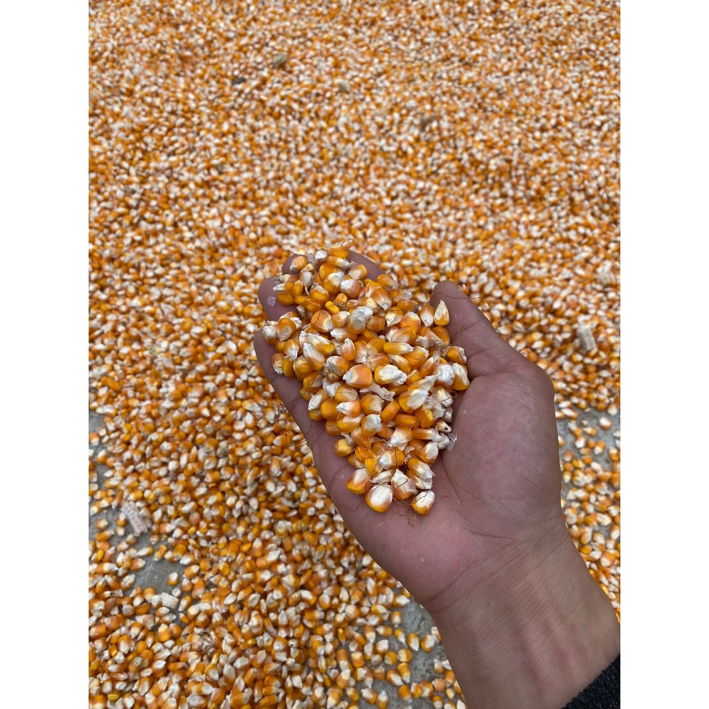 5kg Ngô Hạt Phơi Khô Tự Nhiên Không Chất Bảo Quản Làm Thức Ăn Cho Chim, Gà , Vịt Hạt Bắp Chăn Nuôi Phơi Nắng Tự Nhiên