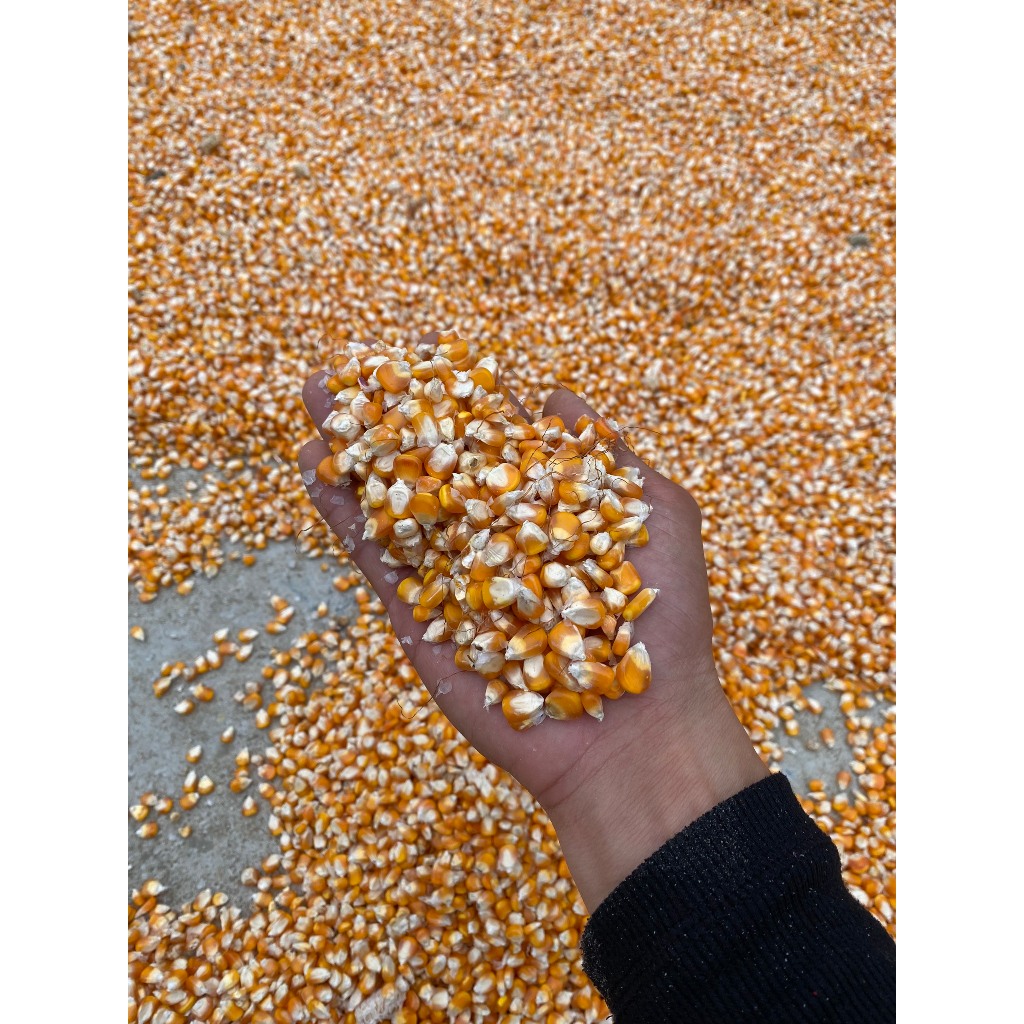 5kg Ngô Hạt Phơi Khô Tự Nhiên Không Chất Bảo Quản Làm Thức Ăn Cho Chim, Gà , Vịt Hạt Bắp Chăn Nuôi Phơi Nắng Tự Nhiên
