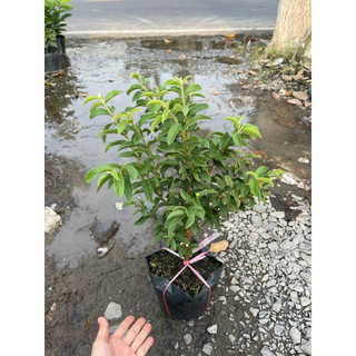 Cây ổi lá kim - ổi sẻ (trái khi chín rất thơm ngon), ưa nắng