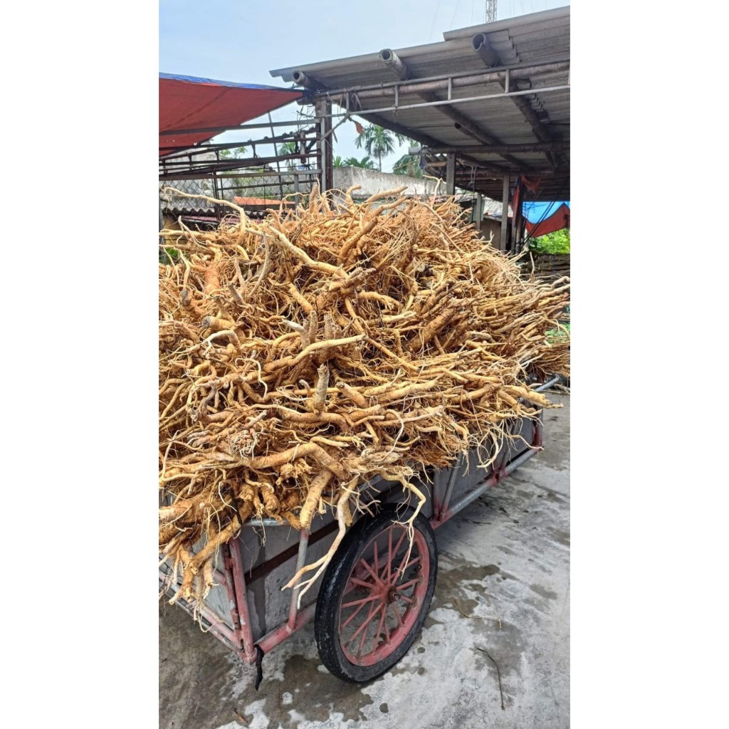 1kg Đinh lăng sắc lát khô