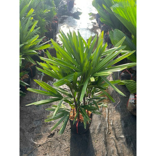 Trúc mây ( mật cật)